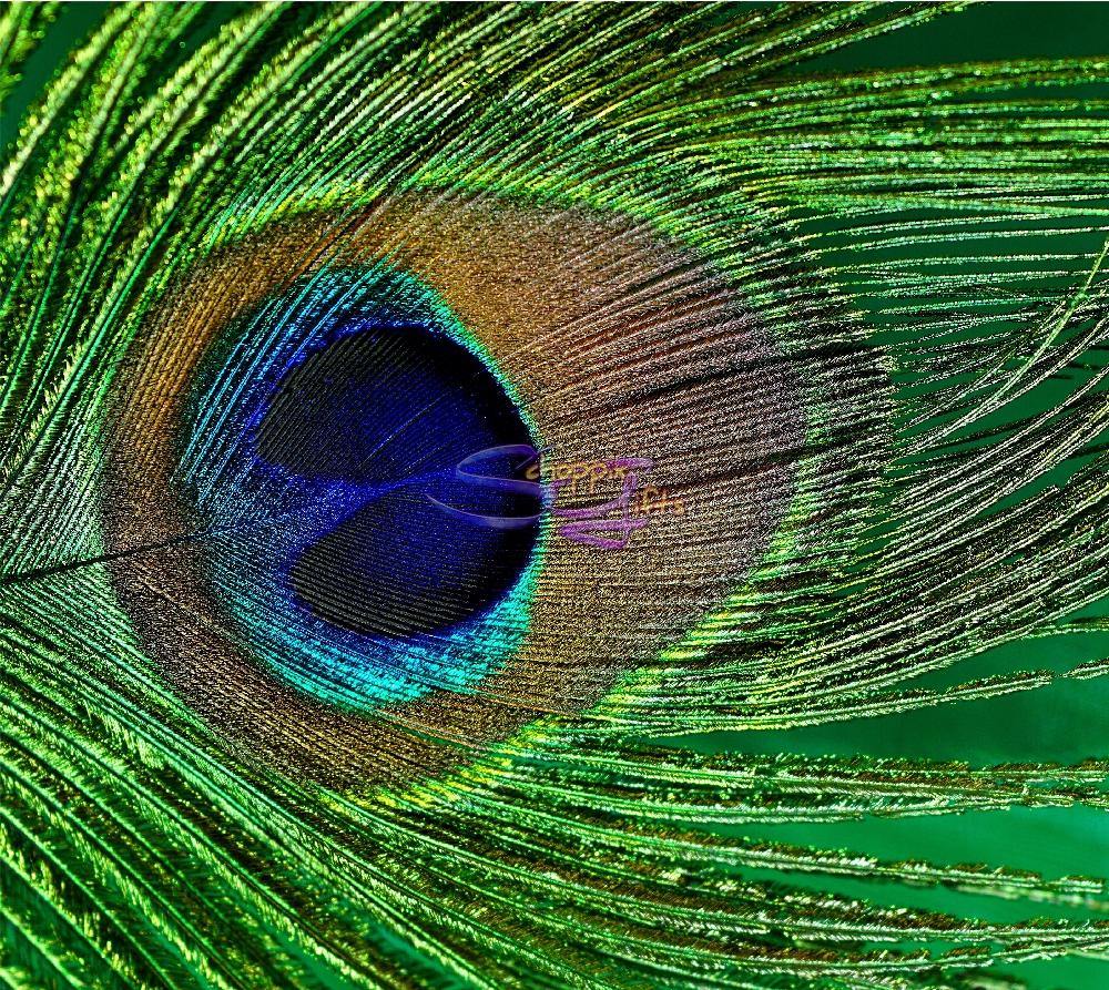 Peacock Feather 20oz Stainless Steel Tumbler - Schoppix Gifts