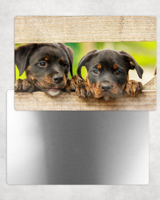 Rottweiler Pups Metal Photo Panel - 8x12 or 12x18 - Schoppix Gifts