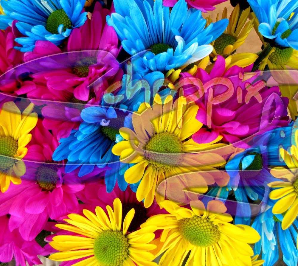Colorful Daisies 20oz Skinny Tumbler - Stainless Steel